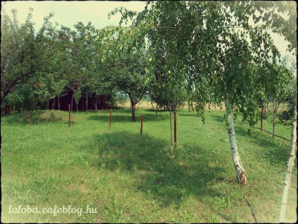 A hátsó kert egyik parlagon heverő sarka birodalom ügyileg